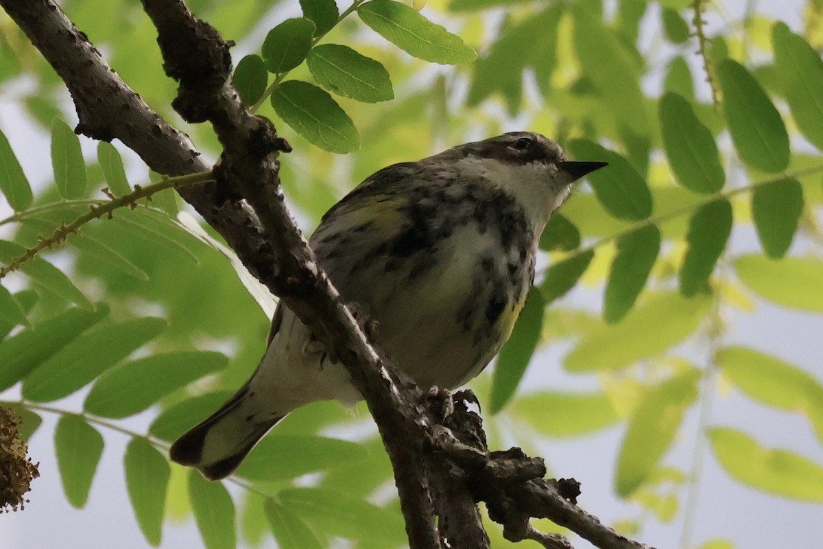 Yellow-rumped Warbler (Myrtle) - ML657513276