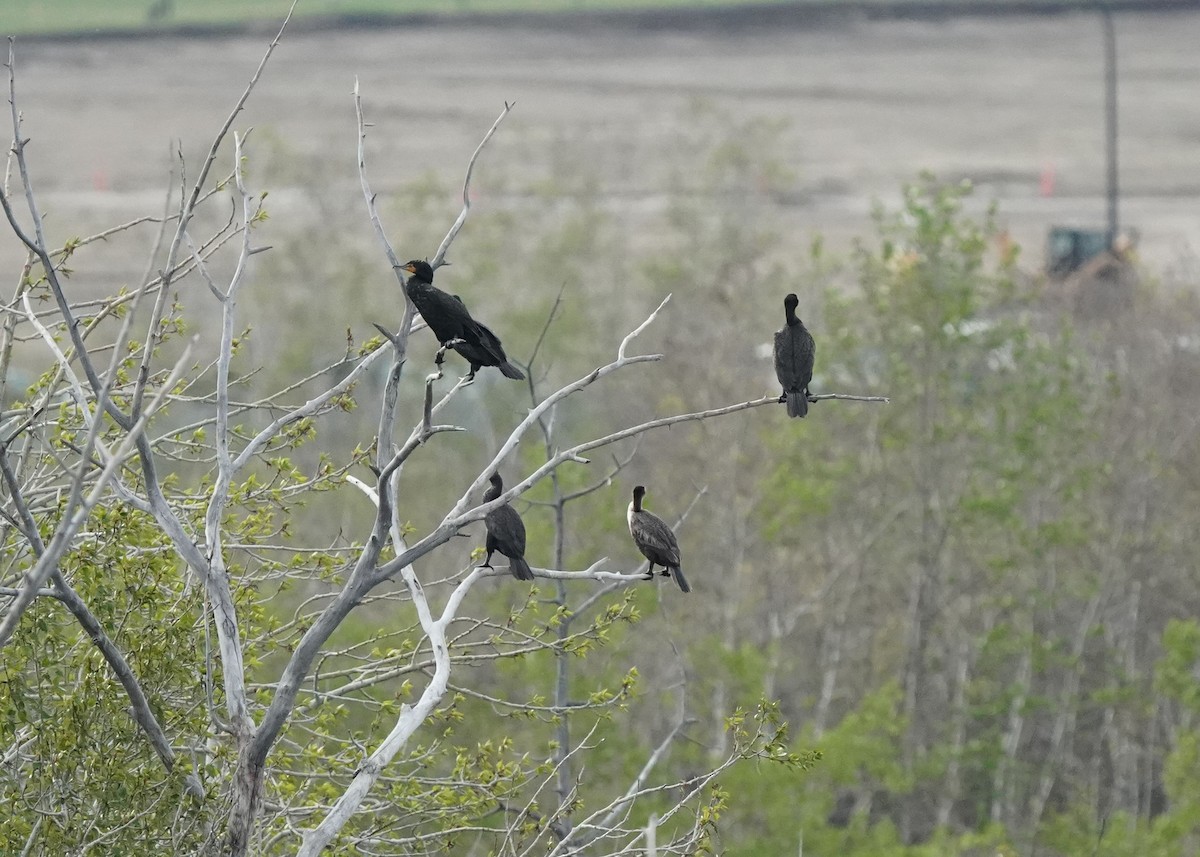 Double-crested Cormorant - ML657513346