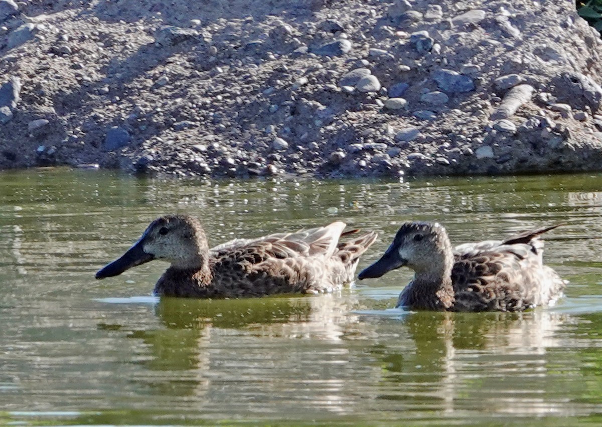 アカシマアジ - ML657513353