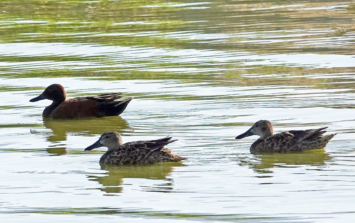 アカシマアジ - ML657513442