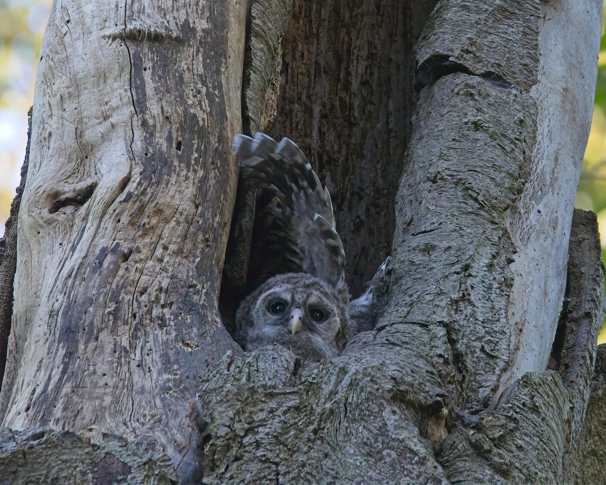 Barred Owl - ML657513637