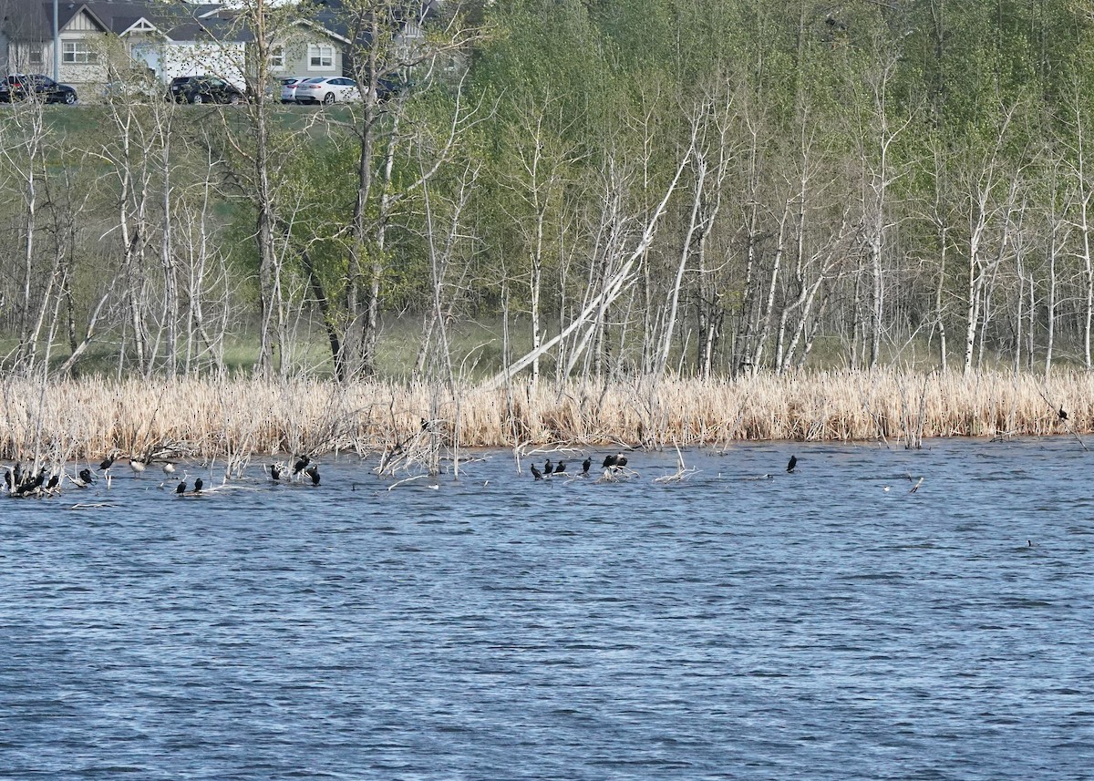 Double-crested Cormorant - ML657513691