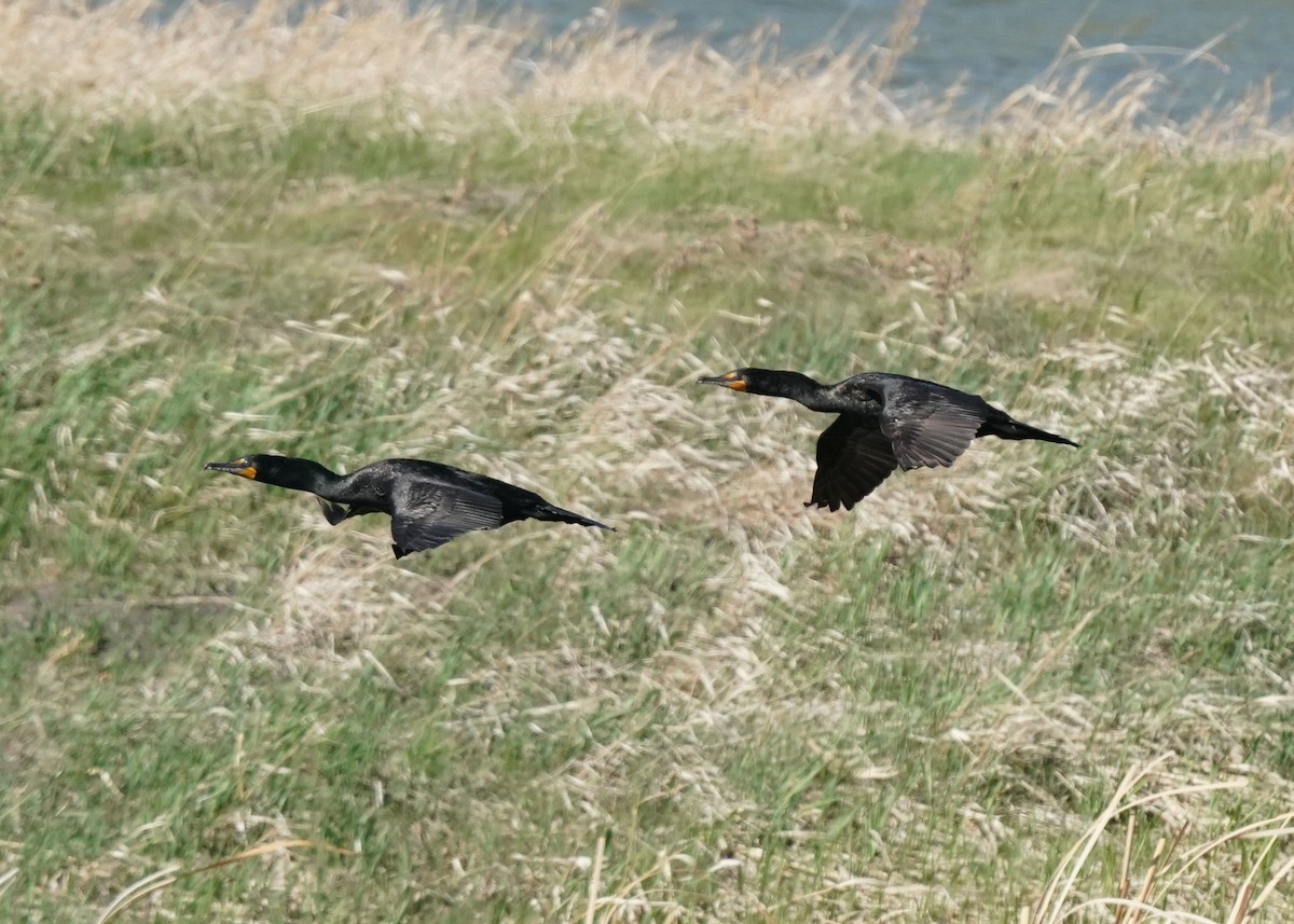 Double-crested Cormorant - ML657513702