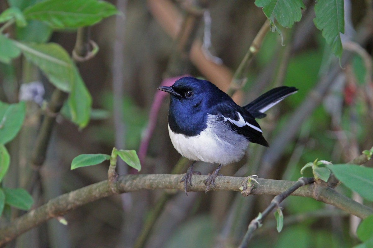 Oriental Magpie-Robin - ML65751401