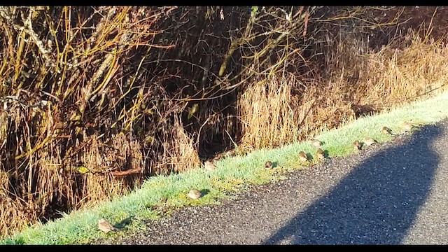 Bruant à couronne dorée - ML657514260