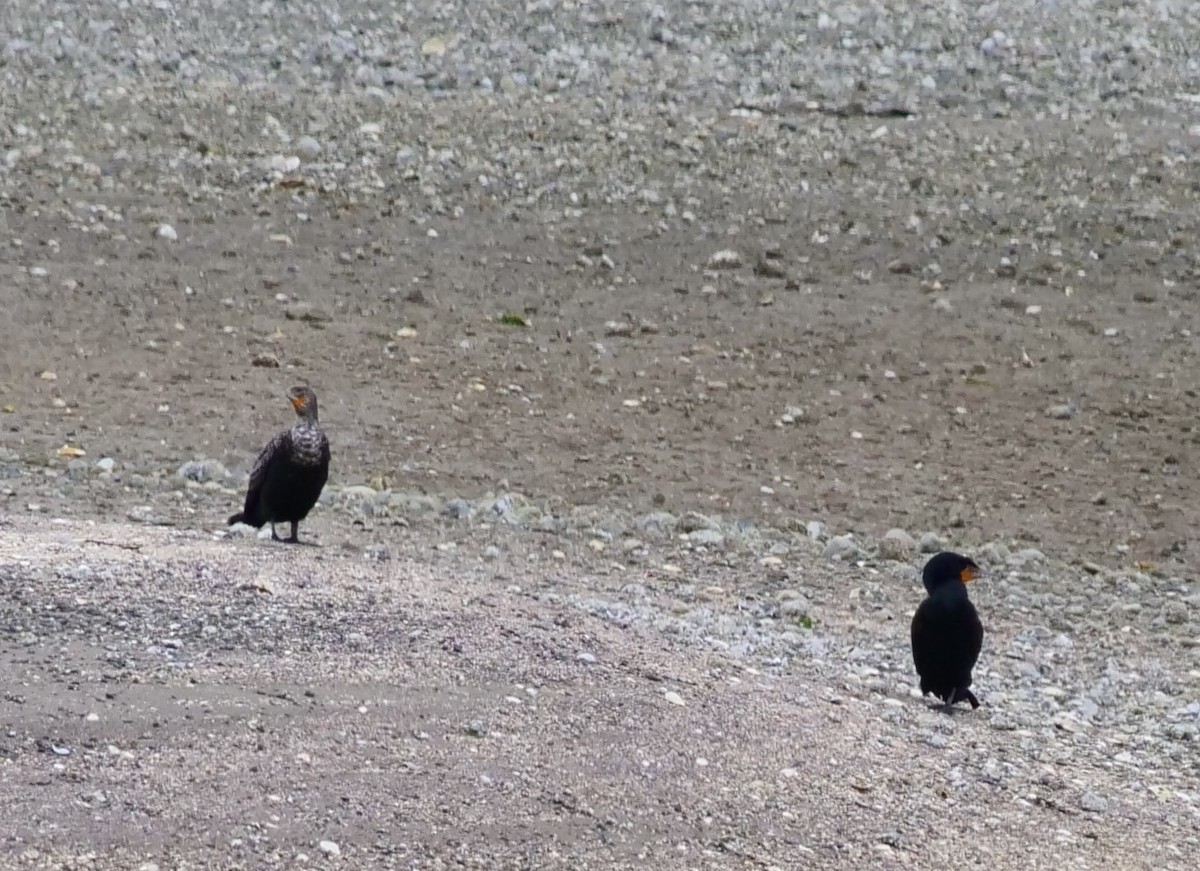 Double-crested Cormorant - ML657514436