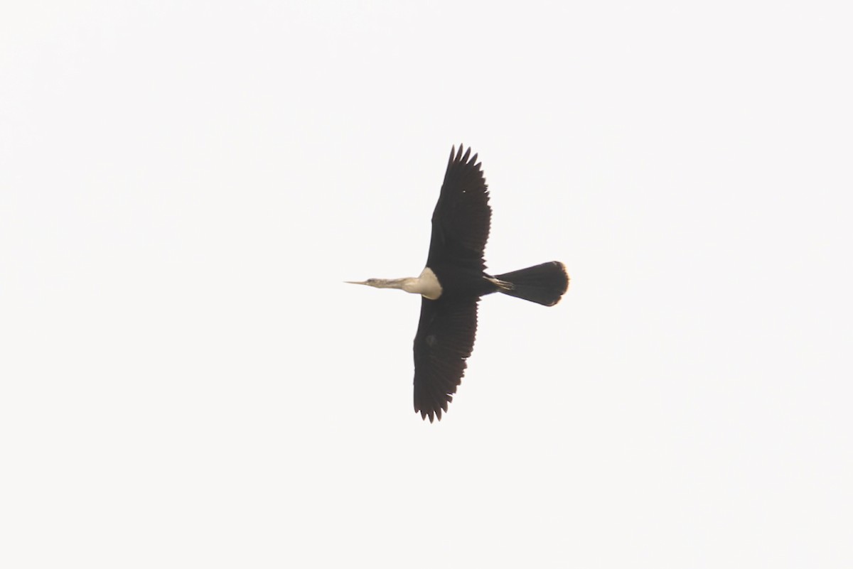 Amerika-Schlangenhalsvogel - ML657514639