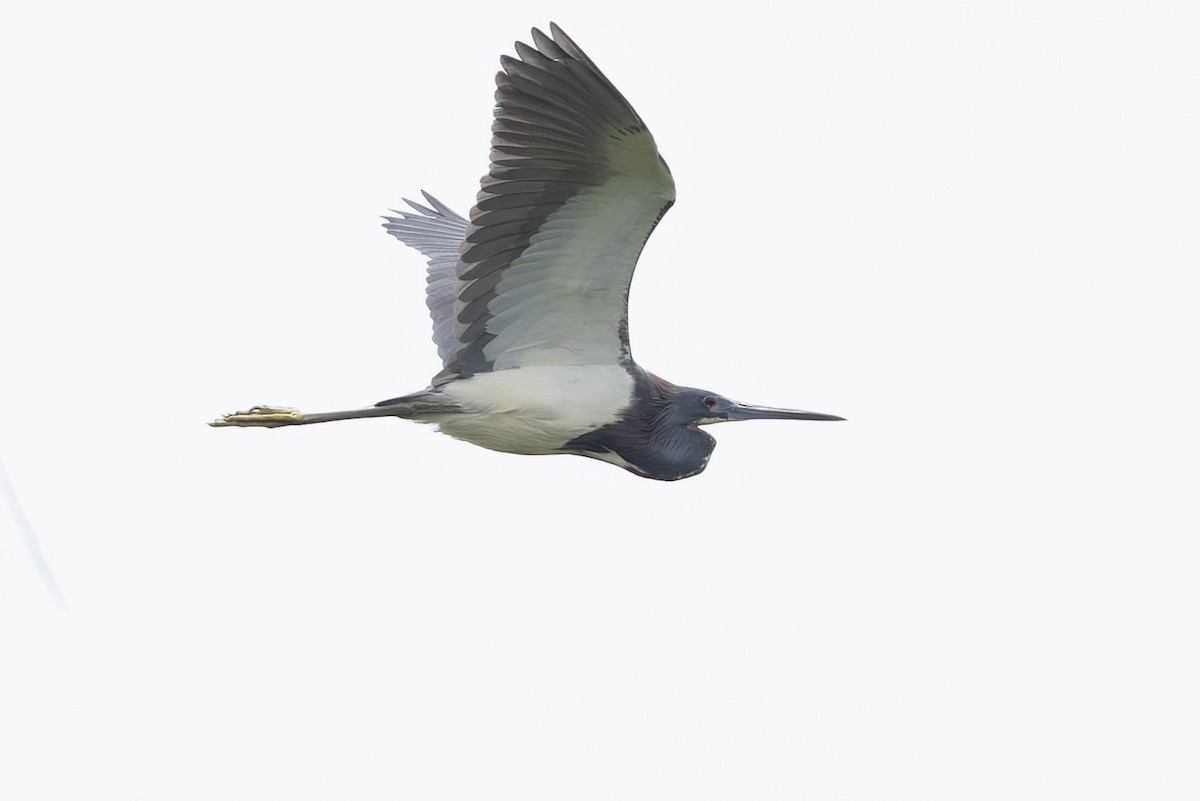 Dreifarbenreiher - ML657514643