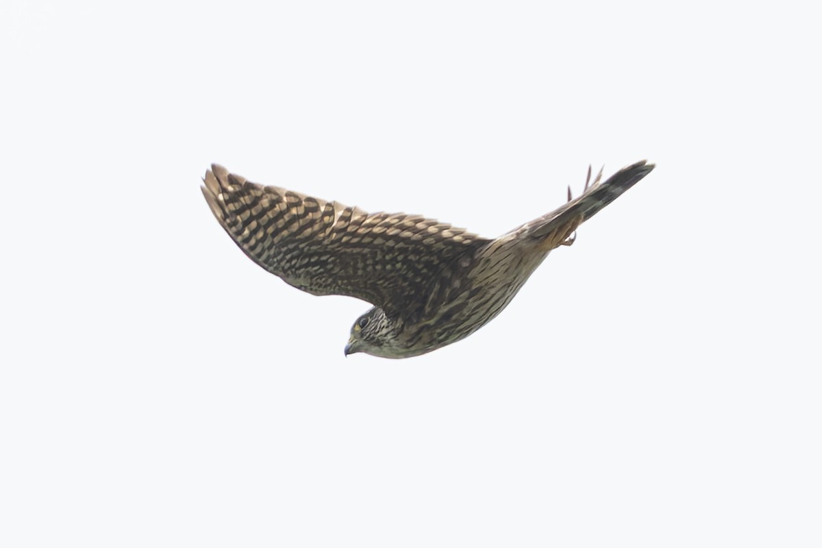 Merlin - ML657514646
