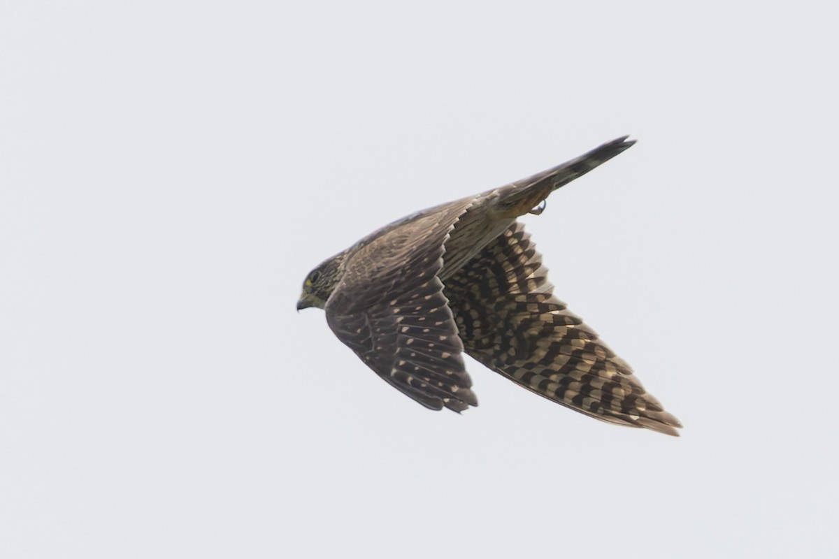 Merlin - ML657514647