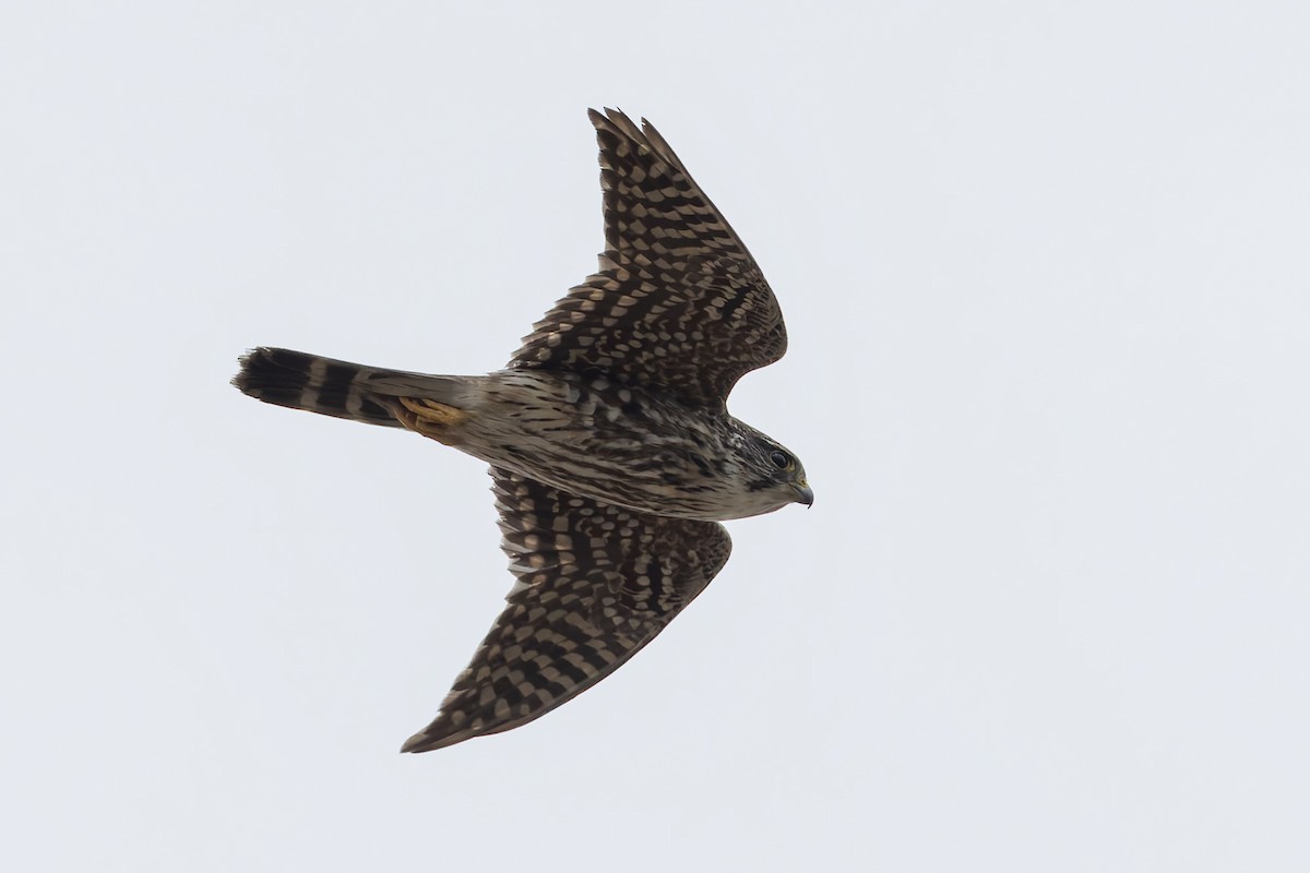 Merlin - ML657514648