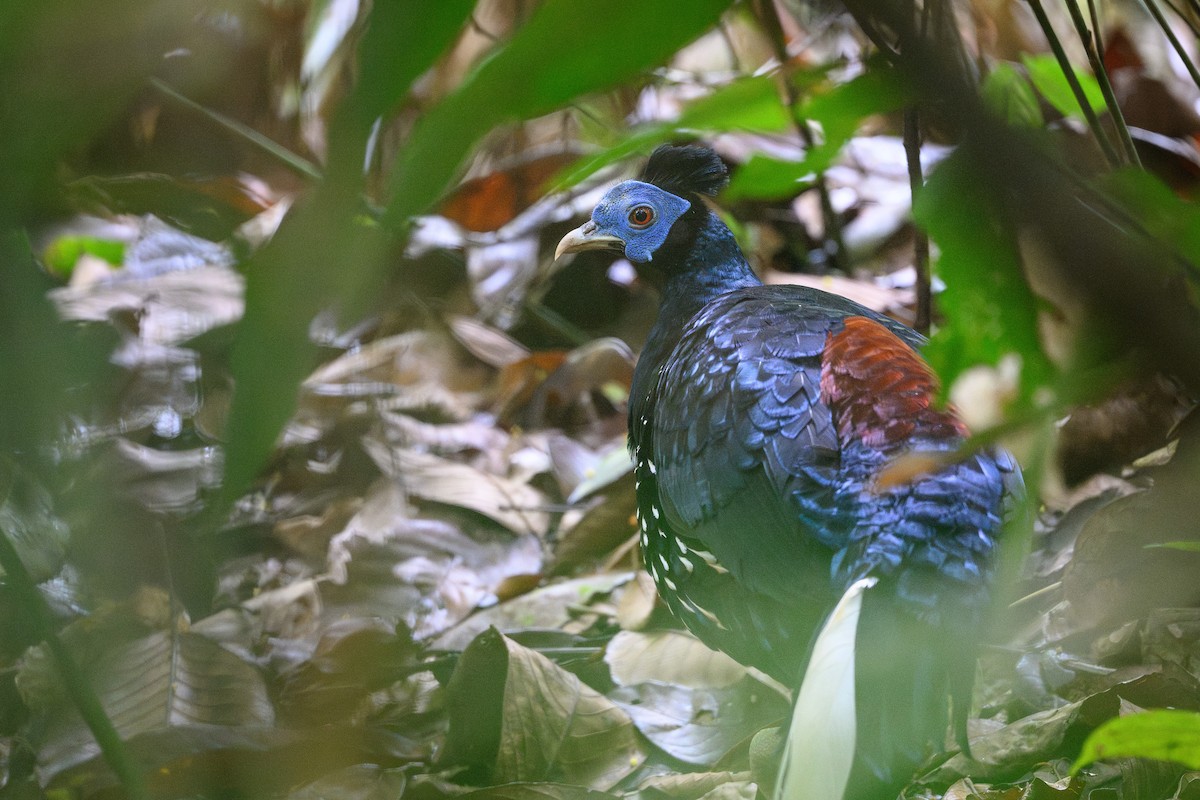 Malayan Crested Fireback - ML657515773