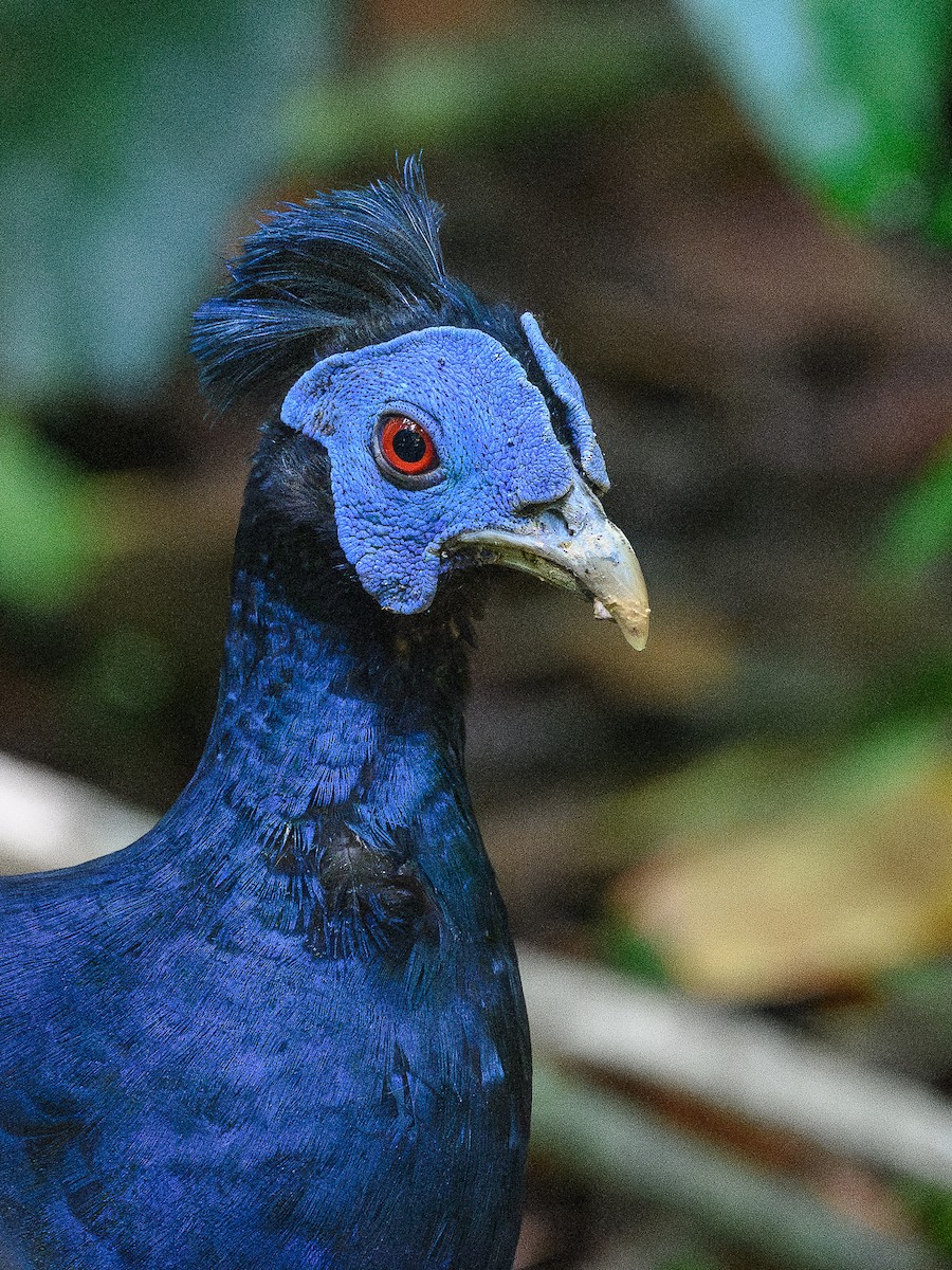 Malayan Crested Fireback - ML657515792