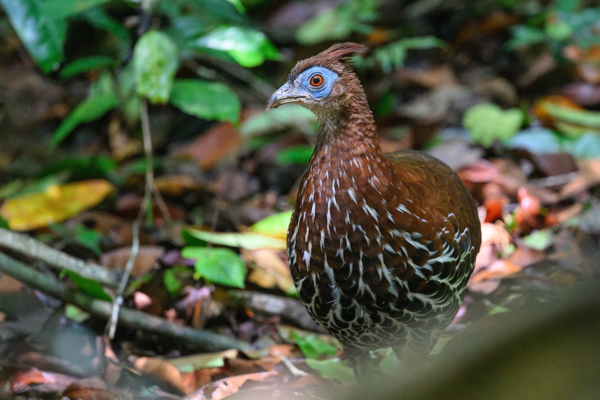 Malayan Crested Fireback - ML657515793