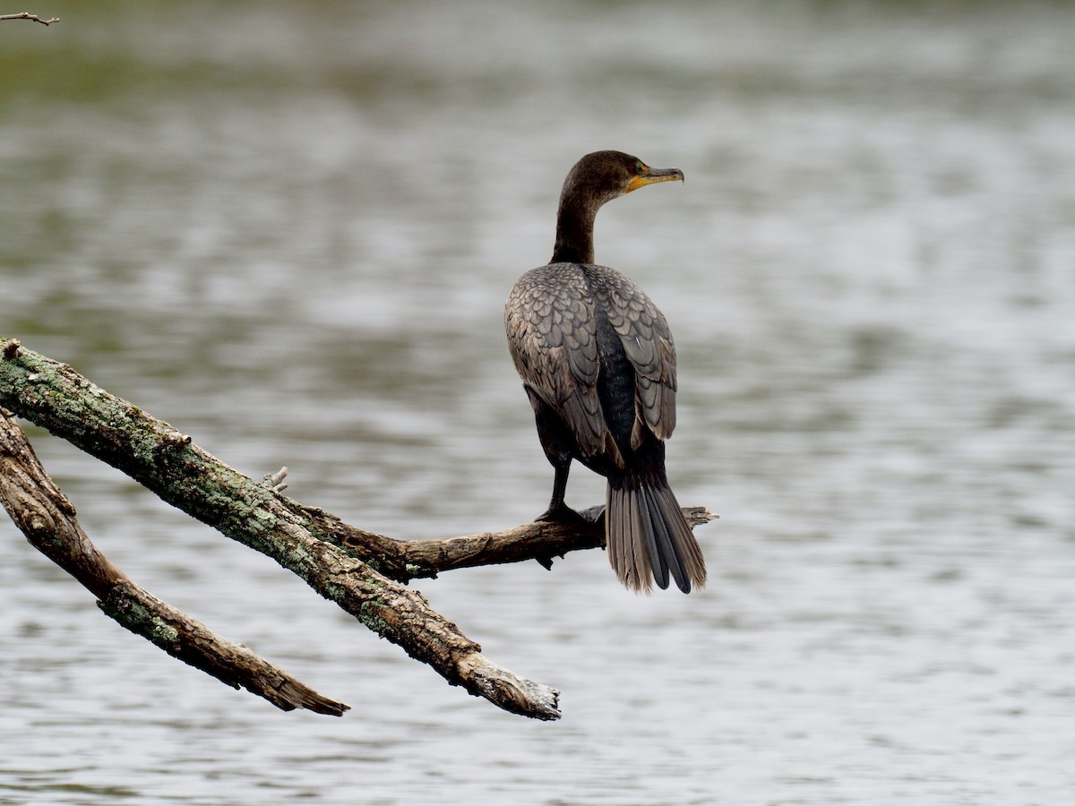 Double-crested Cormorant - ML657516014