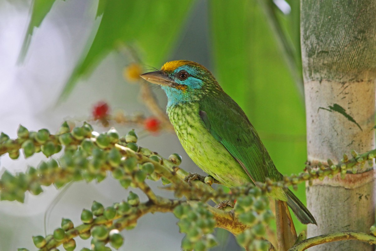 Yellow-fronted Barbet - Christoph Moning