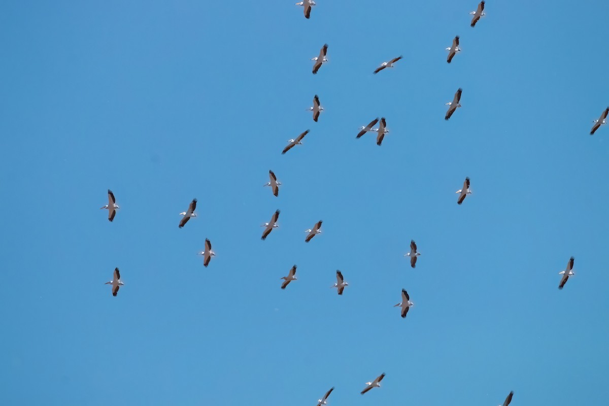 Great White Pelican - ML657517396