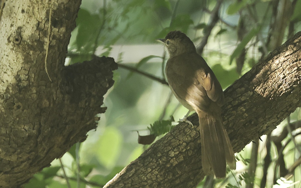 Terrestrial Brownbul - ML657517670