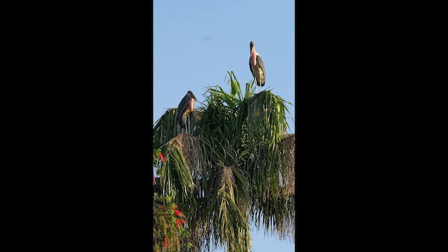 Marabou Stork - ML657517988