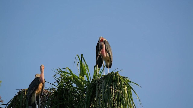 Marabou Stork - ML657517989