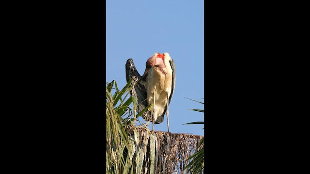 Marabou Stork - ML657518251
