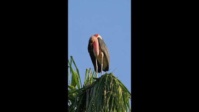 Marabou Stork - ML657518252