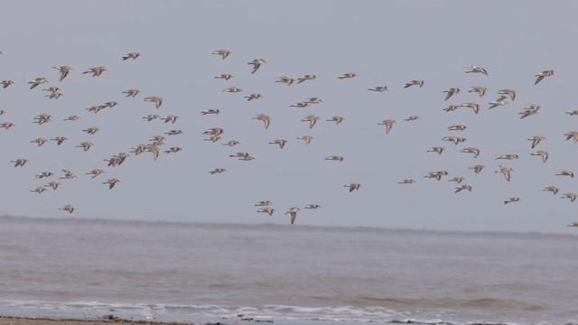 Tibetan Sand-Plover - ML657518698