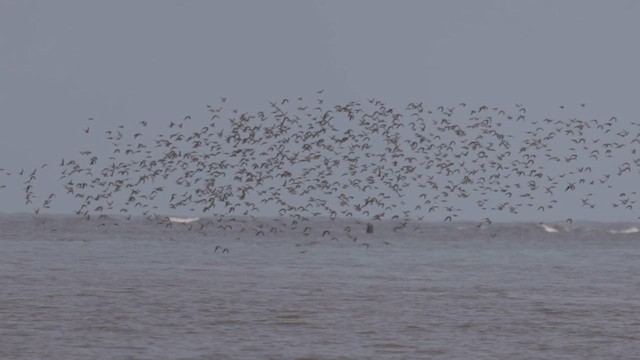 Tibetan Sand-Plover - ML657518699
