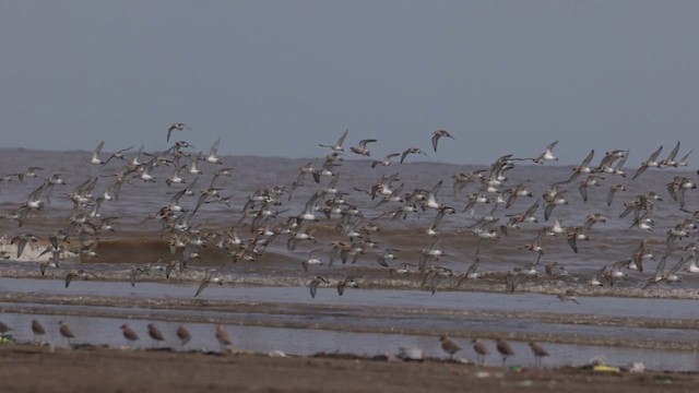 Tibetan Sand-Plover - ML657518700