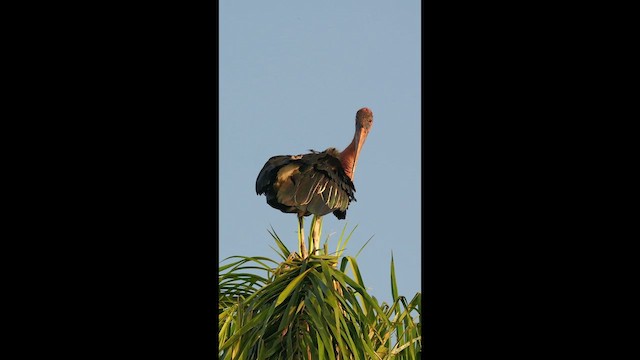 Marabou Stork - ML657519019