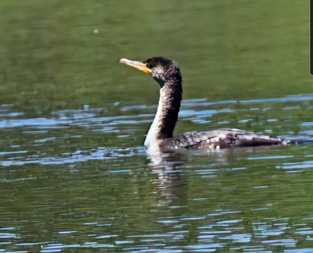Double-crested Cormorant - ML657519049