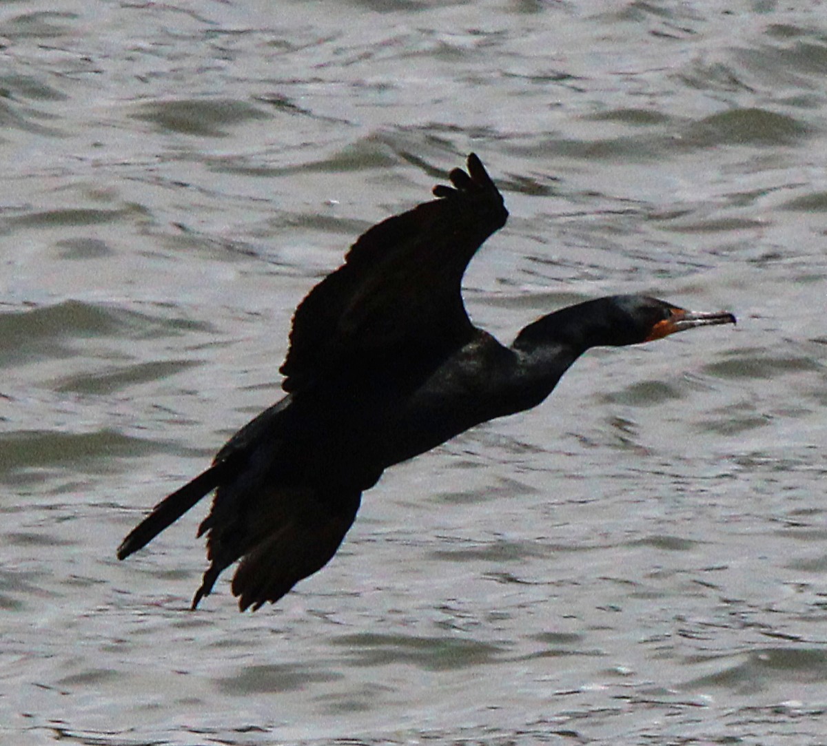 Double-crested Cormorant - ML657519071
