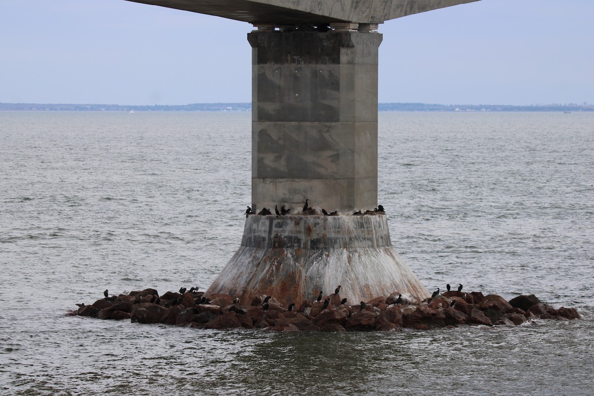 Double-crested Cormorant - ML657519076