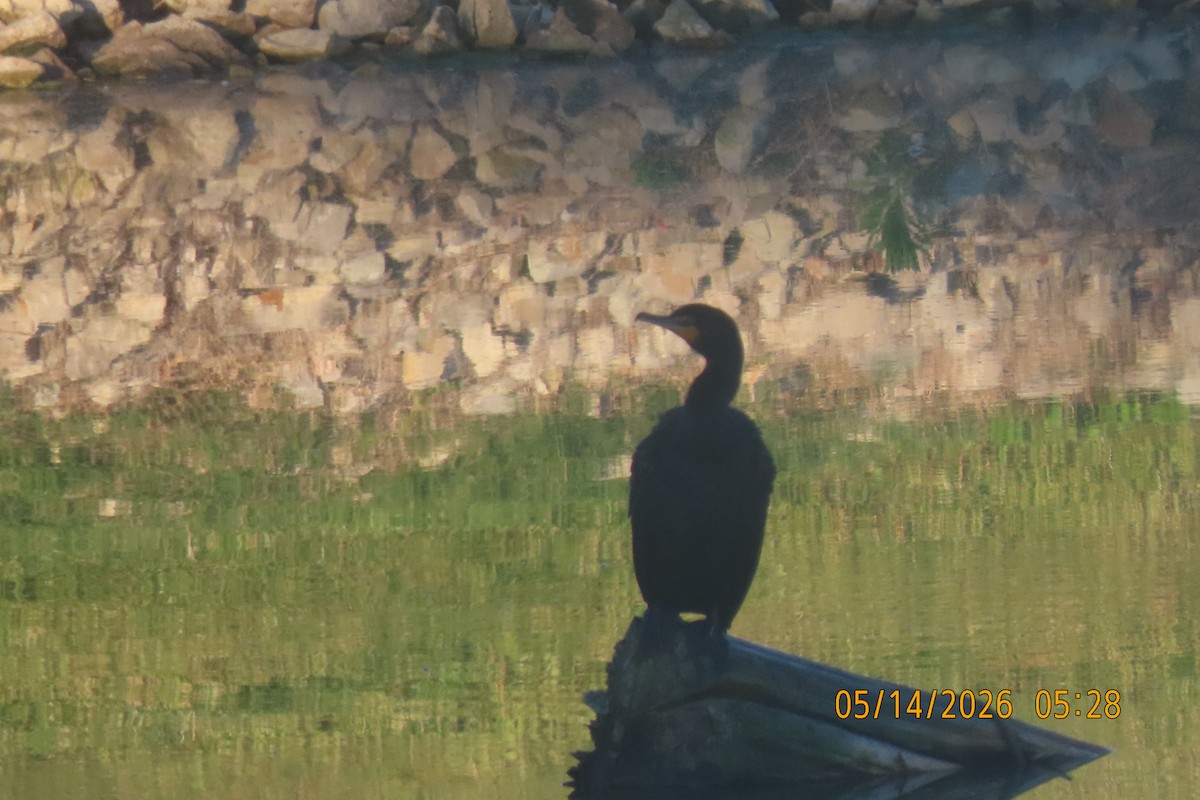 Double-crested Cormorant - ML657519829