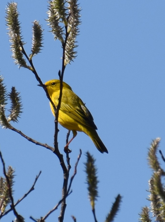 Northern Yellow Warbler - ML657519920