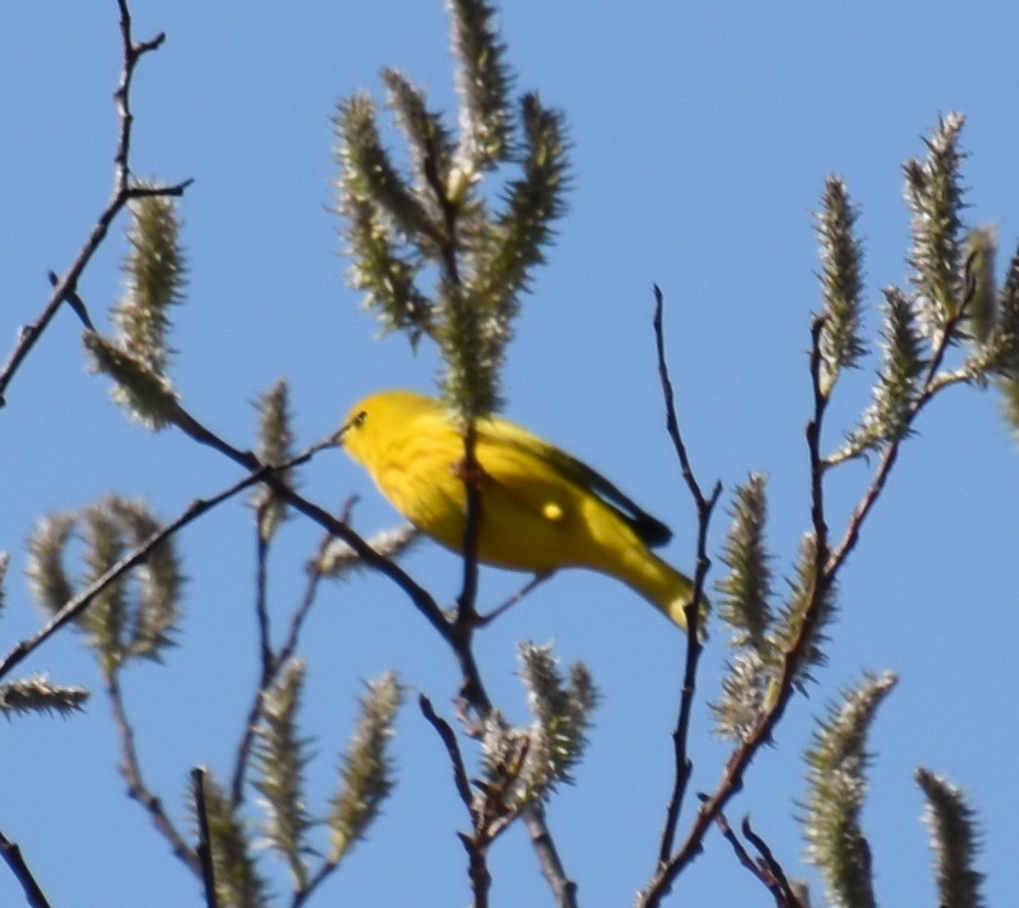 Northern Yellow Warbler - ML657519921