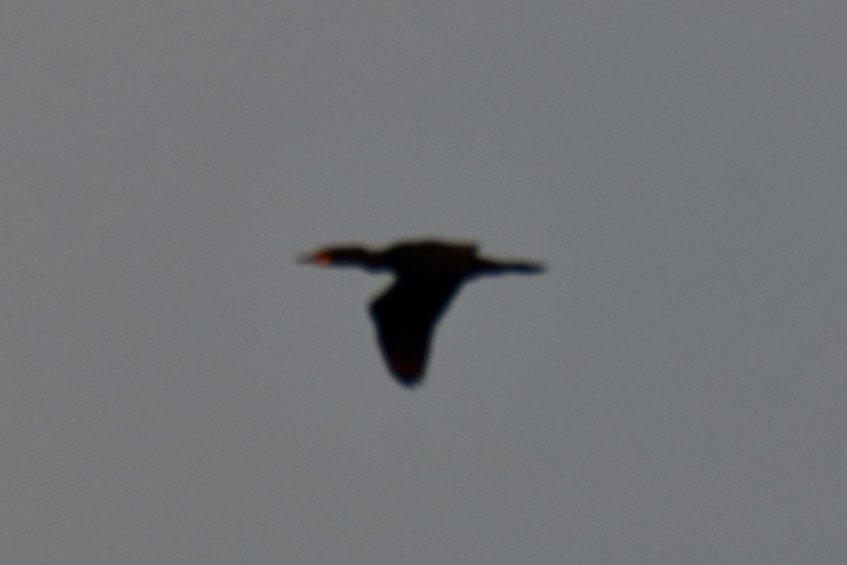 Double-crested Cormorant - ML657519958