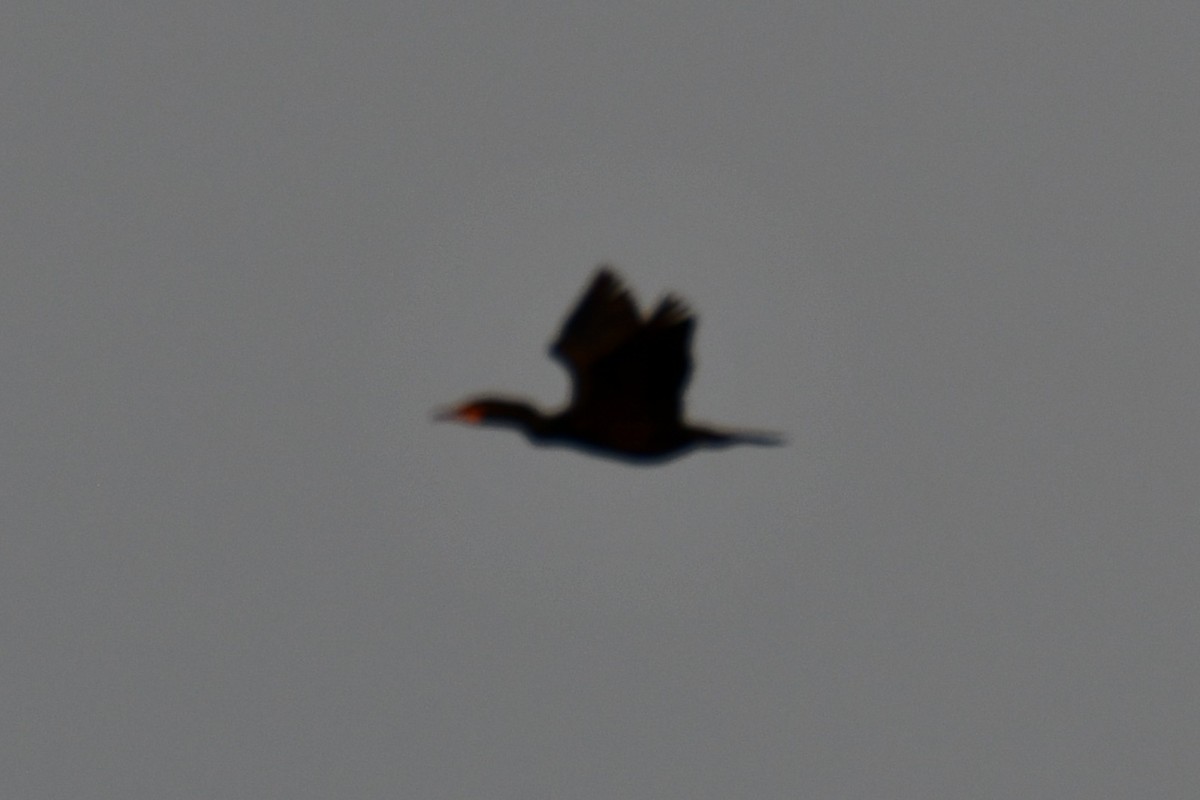 Double-crested Cormorant - ML657519959