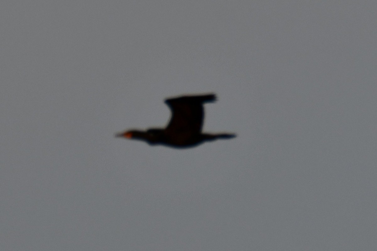 Double-crested Cormorant - ML657519960