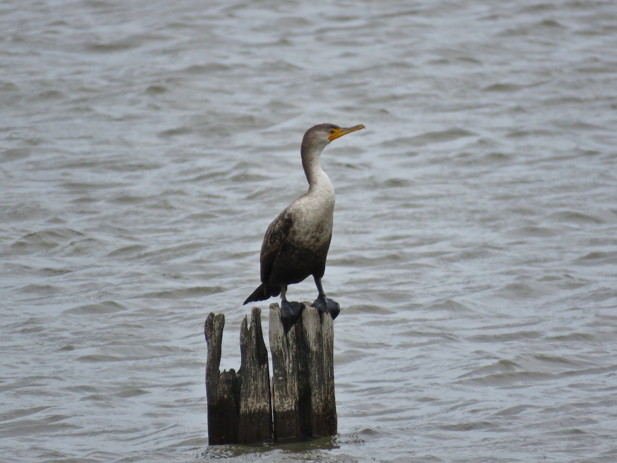 Double-crested Cormorant - ML657520617