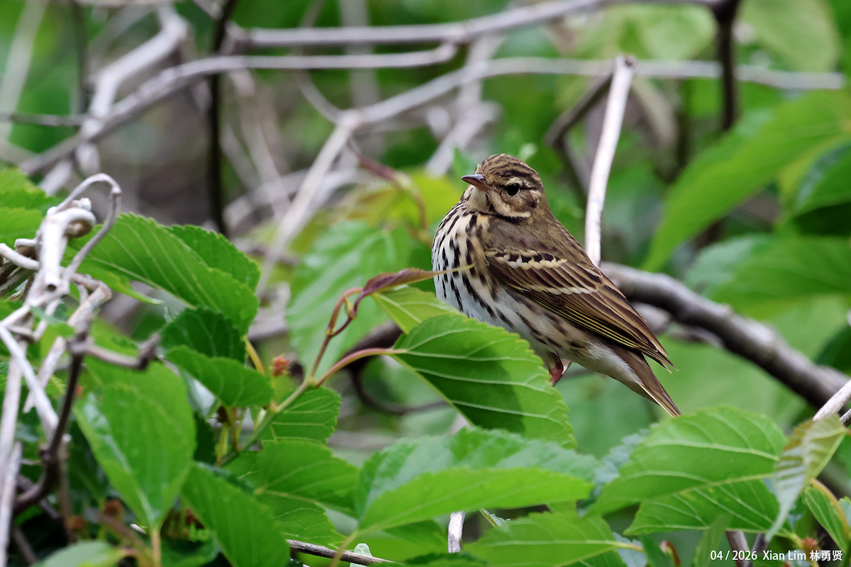 sibirpiplerke - ML657521366