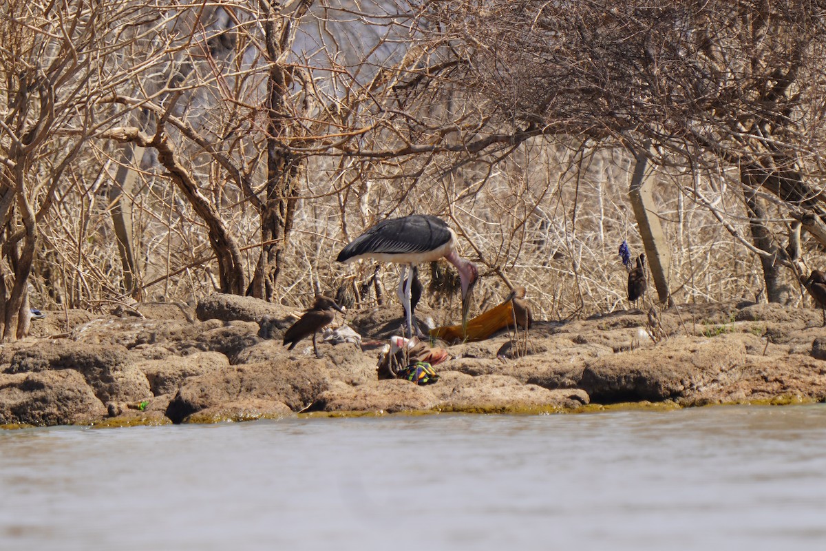 Marabou Stork - ML657521501