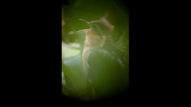 ヒメキジミチバシリ - ML657521507