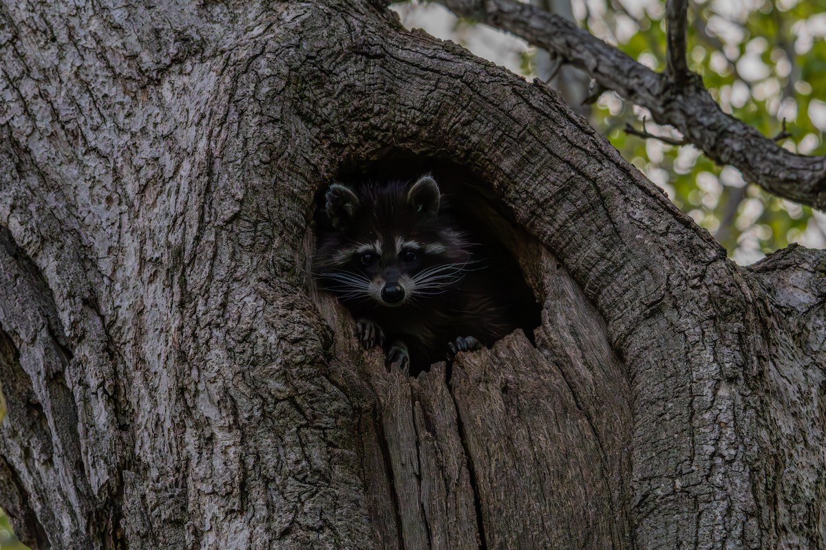 Common Raccoon - ML657522031