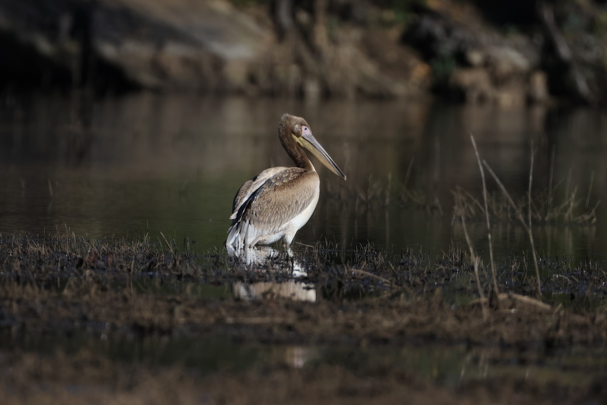 Great White Pelican - ML657522272