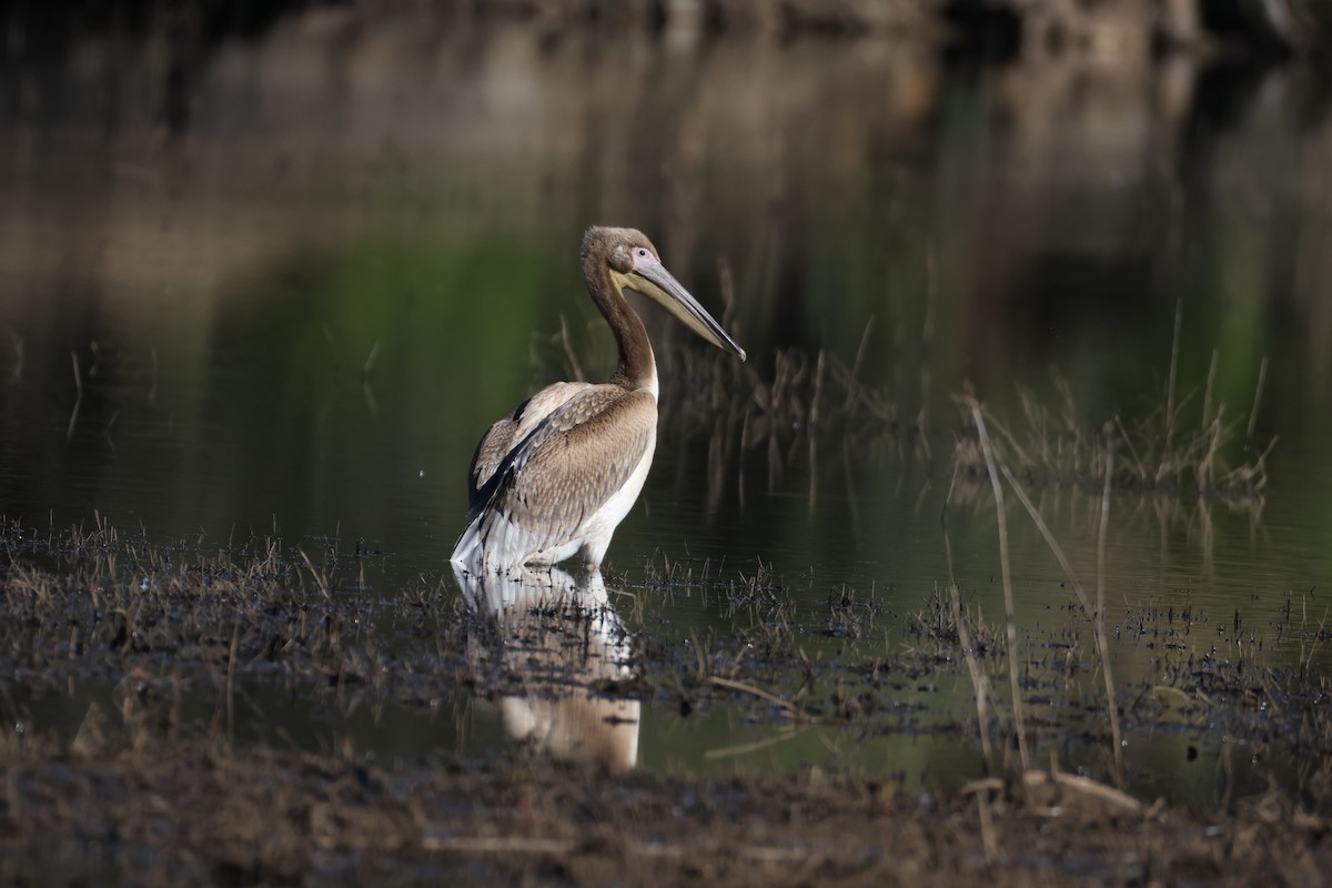 Great White Pelican - ML657522273