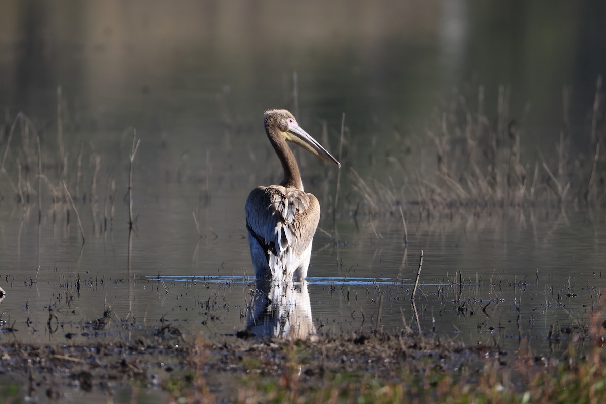 Great White Pelican - ML657522274