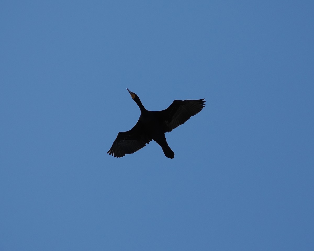 Double-crested Cormorant - ML657522476