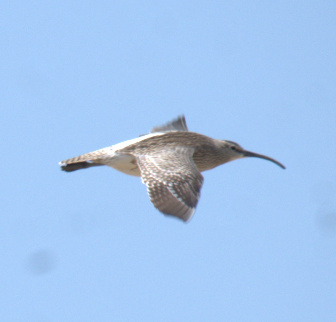 Eurasian Whimbrel - ML657523369