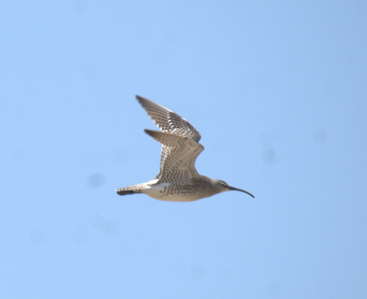 Eurasian Whimbrel - ML657523373